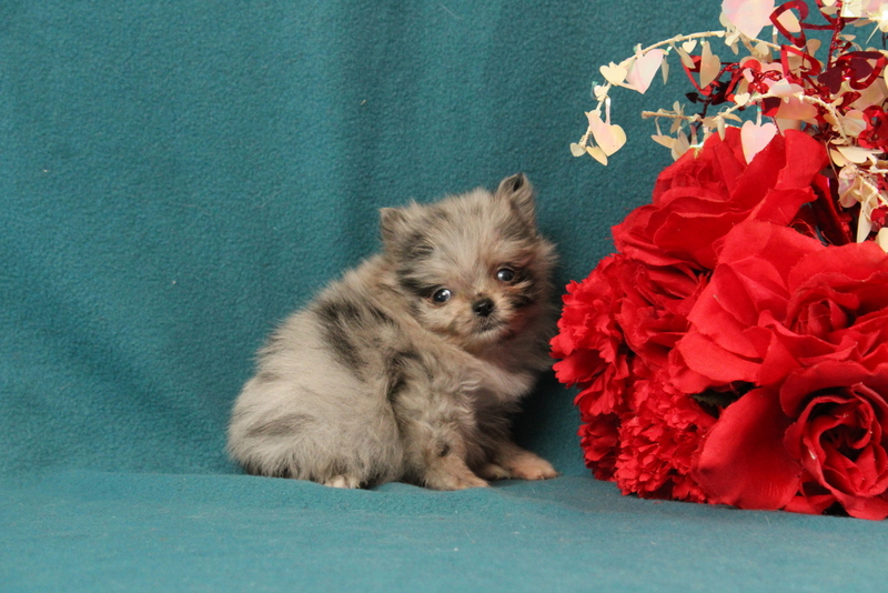 puppy, for, sale, Pomeranian, Matthew B. Stoltzfus, dog, breeder, Gap, PA, dog-breeder, puppy-for-sale, forsale, nearby, find, puppyfind, locator, puppylocator, aca